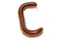 Ophistreptus guineensis Benin adult